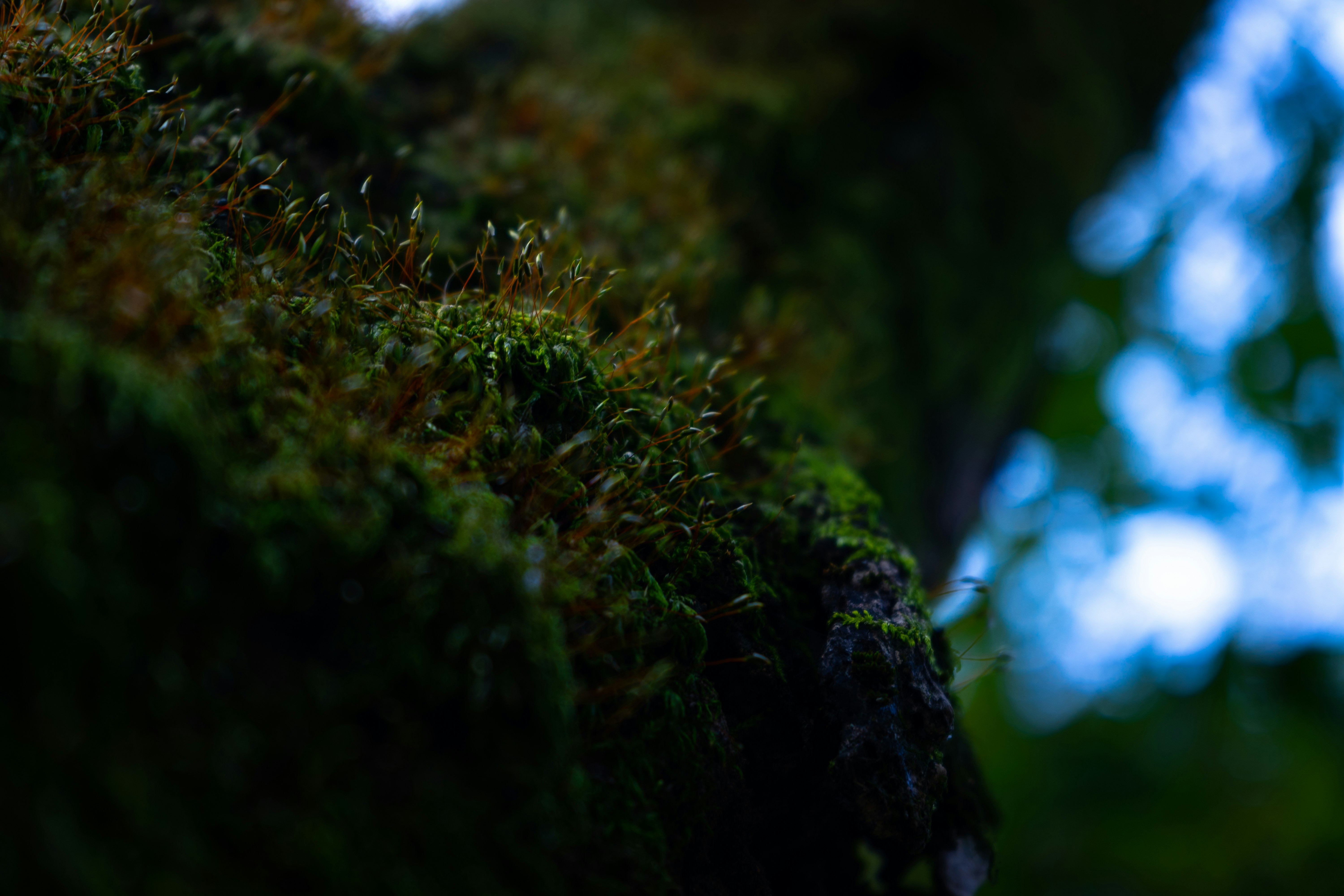 green moss on brown tree trunk